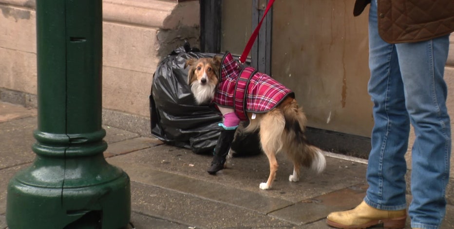 Puppy attacked by unleashed dog in Center City faces long recovery