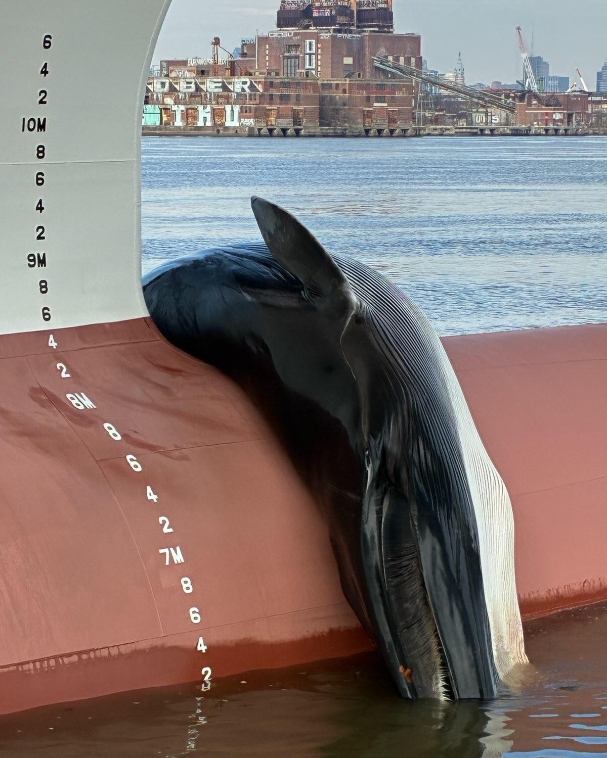 Carcass of 25-30 foot long whale spotted on bow of ship sailing on Delaware River