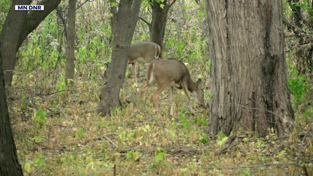 Hunter shot with arrow in Wyncote survives; investigation ongoing
