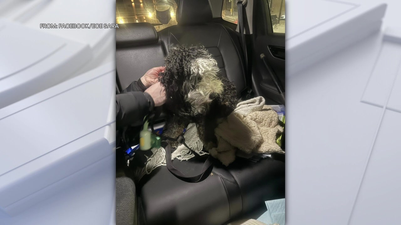 Drone team helps find missing Fishtown dog Benji after major snowstorm