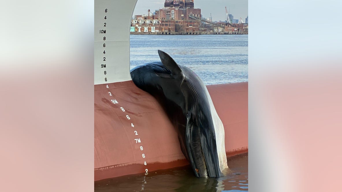 Carcass of 25-30 foot long whale spotted on bow of ship sailing on Delaware River