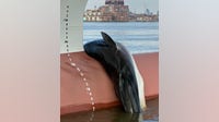 Carcass of 25-30 foot long whale spotted on bow of ship sailing on Delaware River