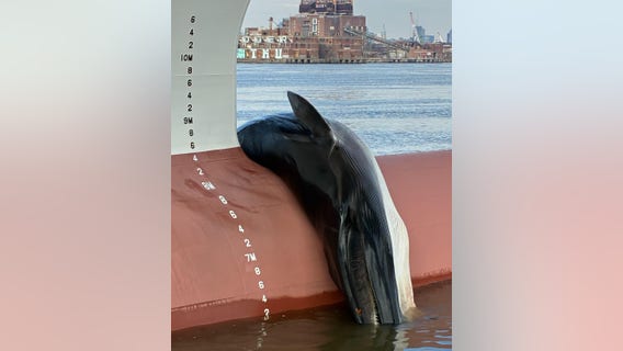 Carcass of 25-30 foot long whale spotted on bow of ship sailing on Delaware River