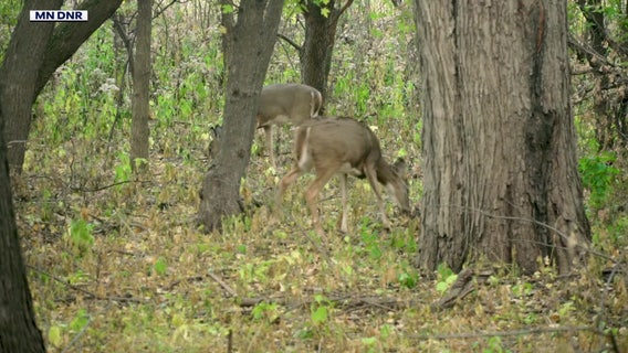 Hunter shot with arrow in Wyncote survives; investigation ongoing