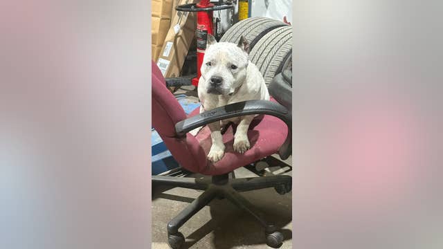 'Cruel and criminal': Dog thrown from moving vehicle in Bucks County
