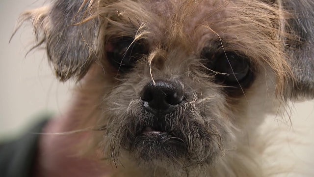 Dog found in West Philly trash gets second chance