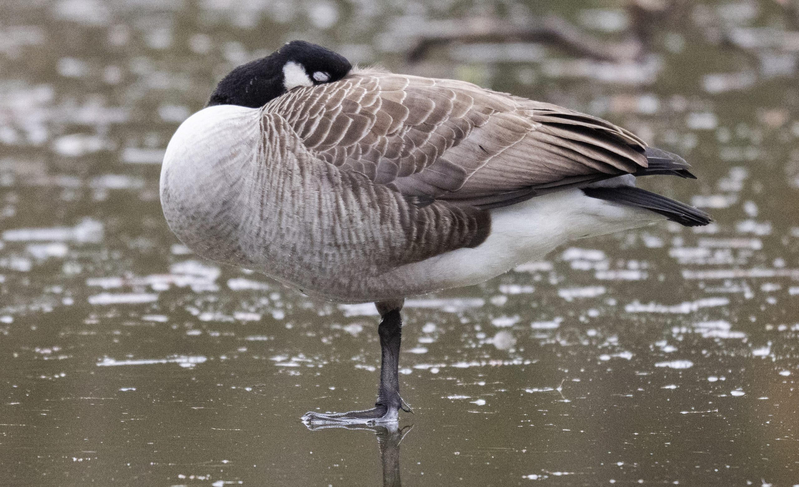 Bird flu cases suspected in Canadian geese near Gloucester County lake