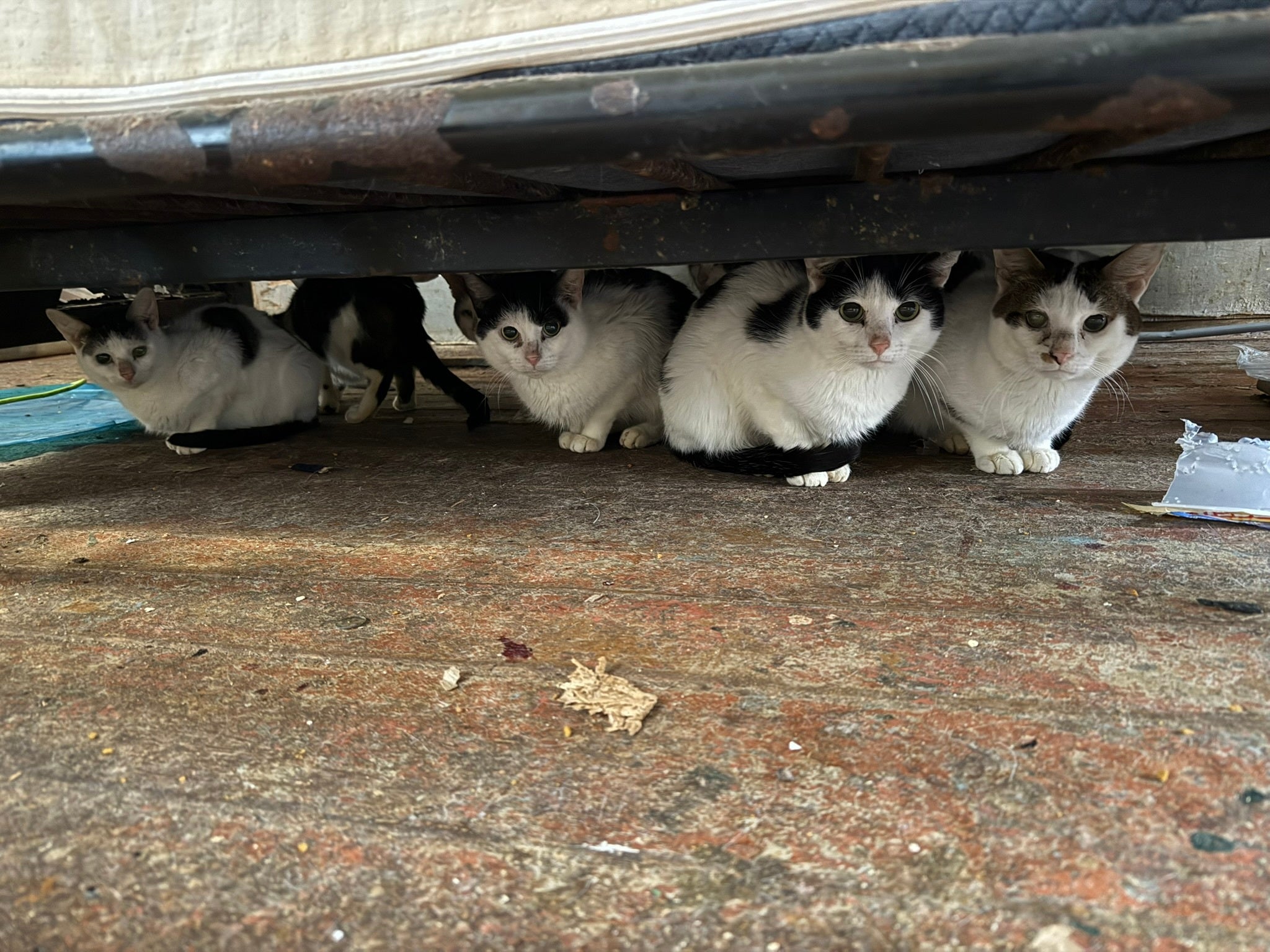 30 cats rescued from South Philadelphia home by ACCT Philly