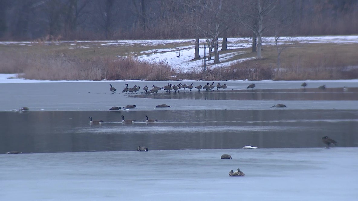 Hainesport homeowners told to remove dead birds as avian flu suspected in NJ