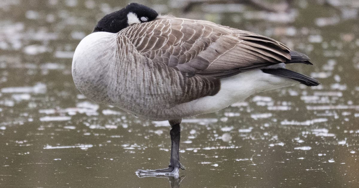 Bird flu cases suspected in Canadian geese near Gloucester County lake