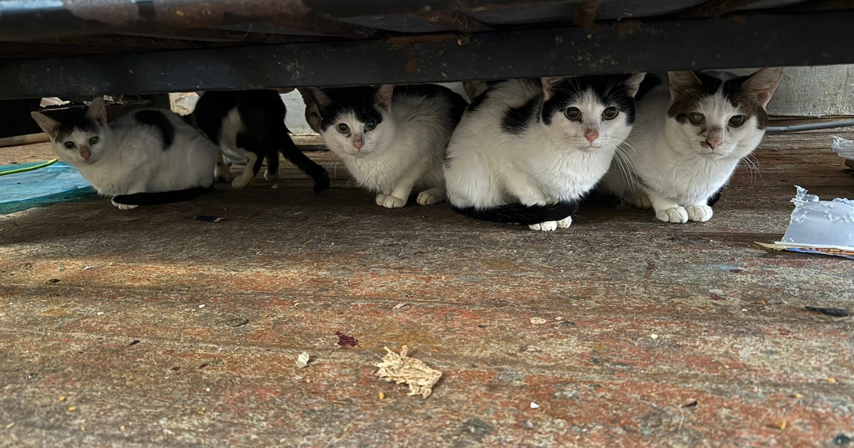 30 cats rescued from South Philadelphia home by ACCT Philly
