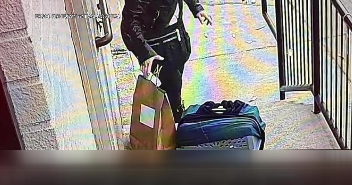 Nursing cat abandoned outside Fishtown Animal Hospital; kittens missing