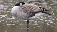 Bird flu cases suspected in Canadian geese near Gloucester County lake