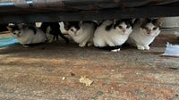 30 cats rescued from South Philadelphia home by ACCT Philly