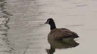 Bird flu suspected cause of geese deaths across South Jersey