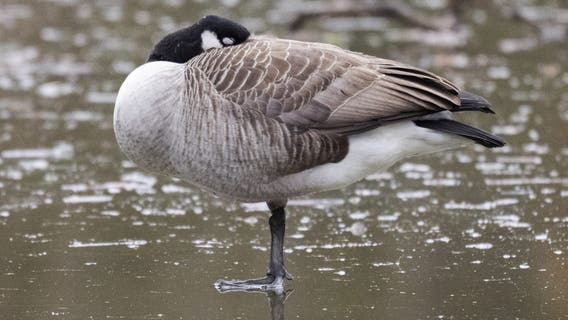 Bird flu cases suspected in Canadian geese near Gloucester County lake