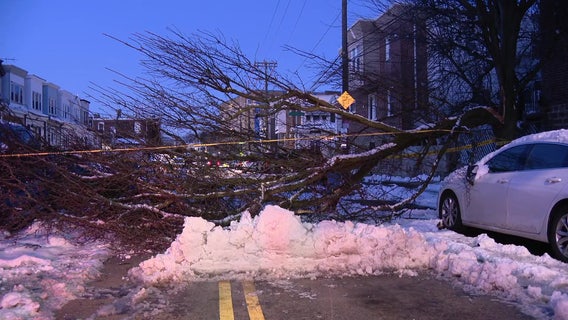 Philadelphia blizzard aftermath: Crews work to clear fallen trees, debris