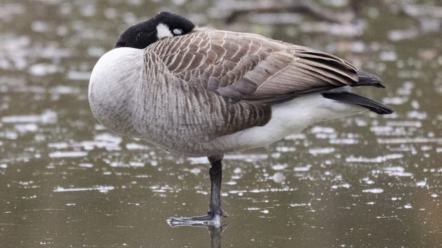 Bird flu cases suspected in Canadian geese near Gloucester County lake
