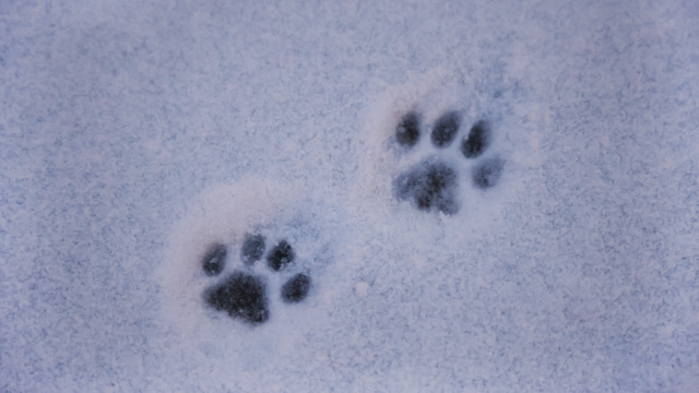 Dog poop in Philadelphia area: Melting snow leaves behind hidden health hazards