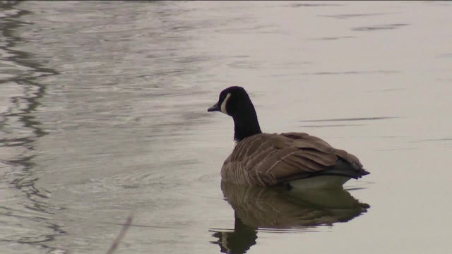 Bird flu suspected cause of geese deaths across South Jersey