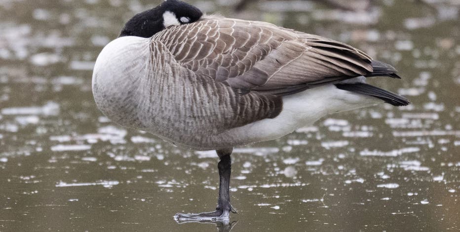 Bird flu cases suspected in Canadian geese near Gloucester County lake