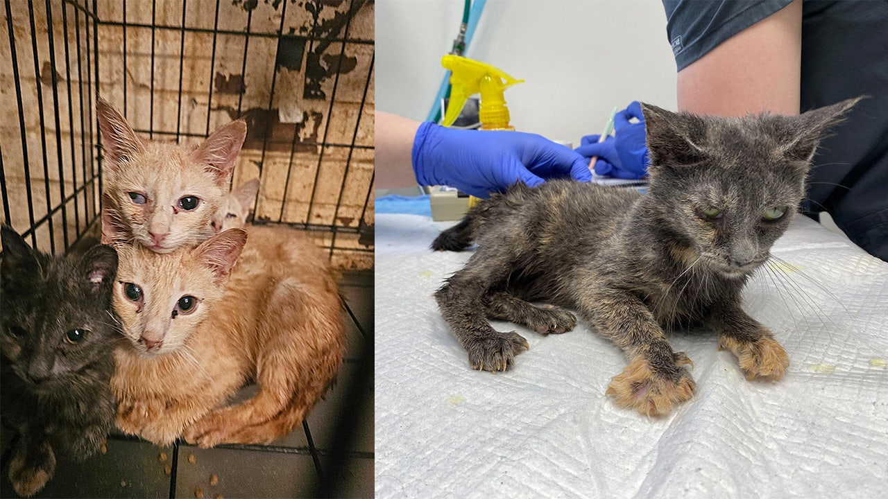 Two dozen cats, kittens saved from 'extreme hoarding conditions' in Bucks County