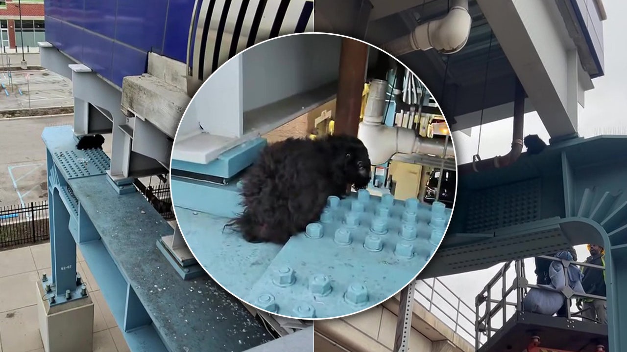 Dog rescued after being stuck on steel beam beneath SEPTA tracks