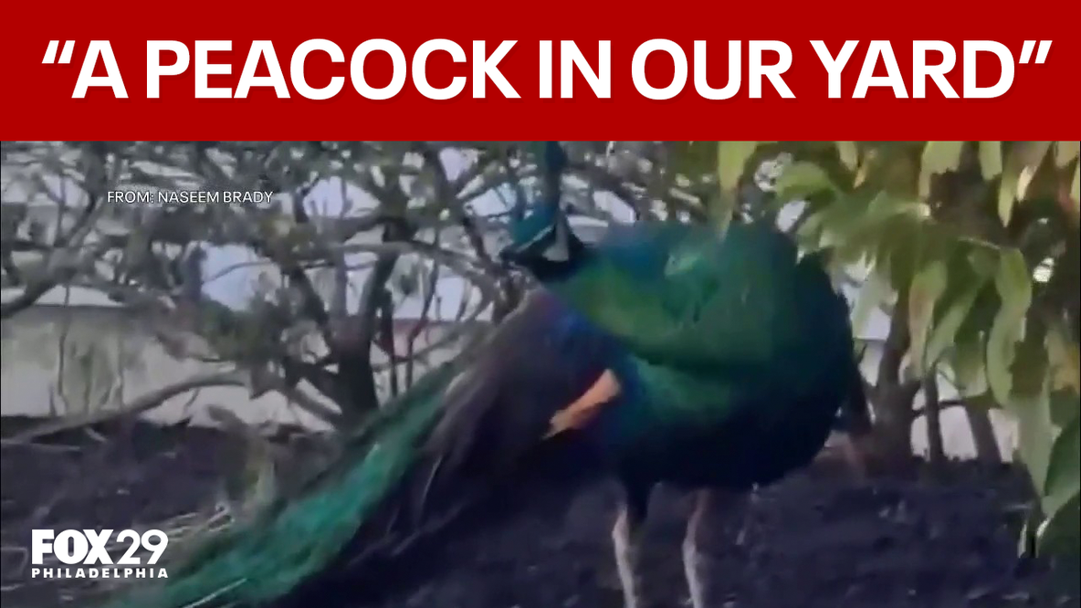 Peacock spotted roaming Cherry Hill and Voorhees neighborhoods