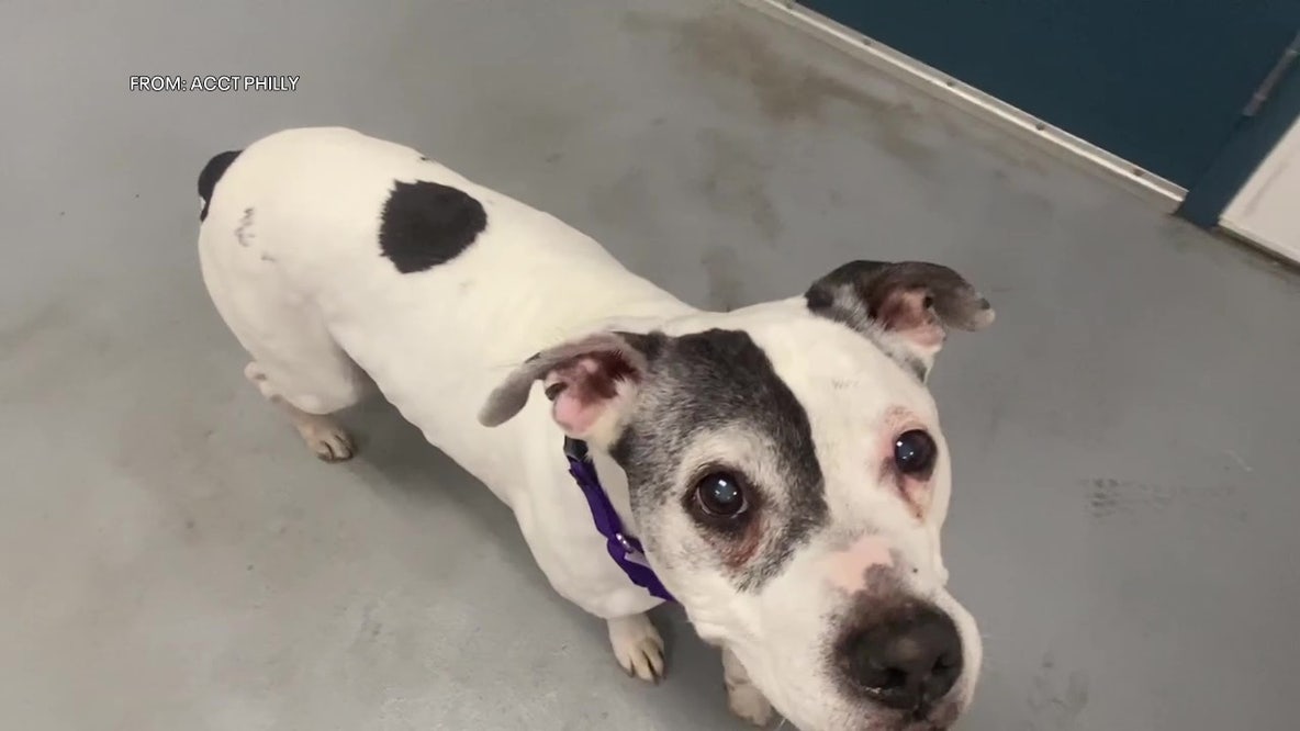 Mayfair dog missing for 11 years reunited with owner thanks to microchip