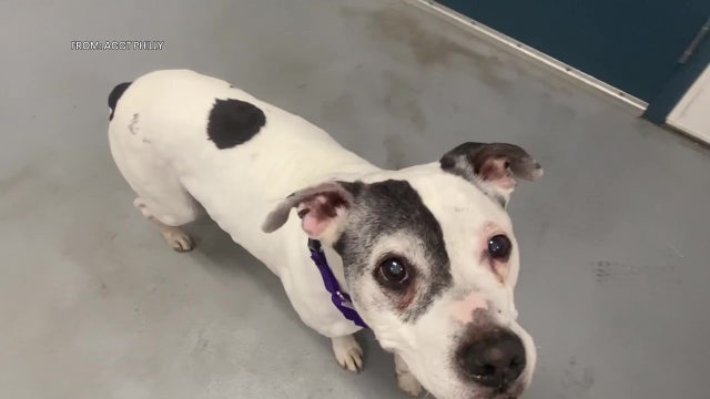 Mayfair dog missing for 11 years reunited with owner thanks to microchip