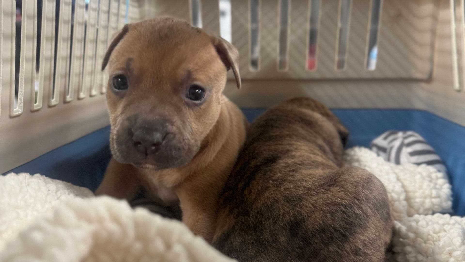 Litter of puppies found abandoned in Center City is second in last several months