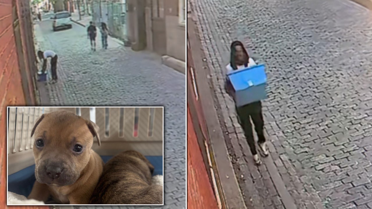 Pennsylvania SPCA shares video of person accused of ditching litters of puppies in Old City