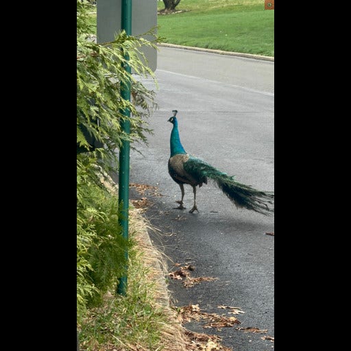 Loose peacock spotted in Lower Moreland; police monitoring area