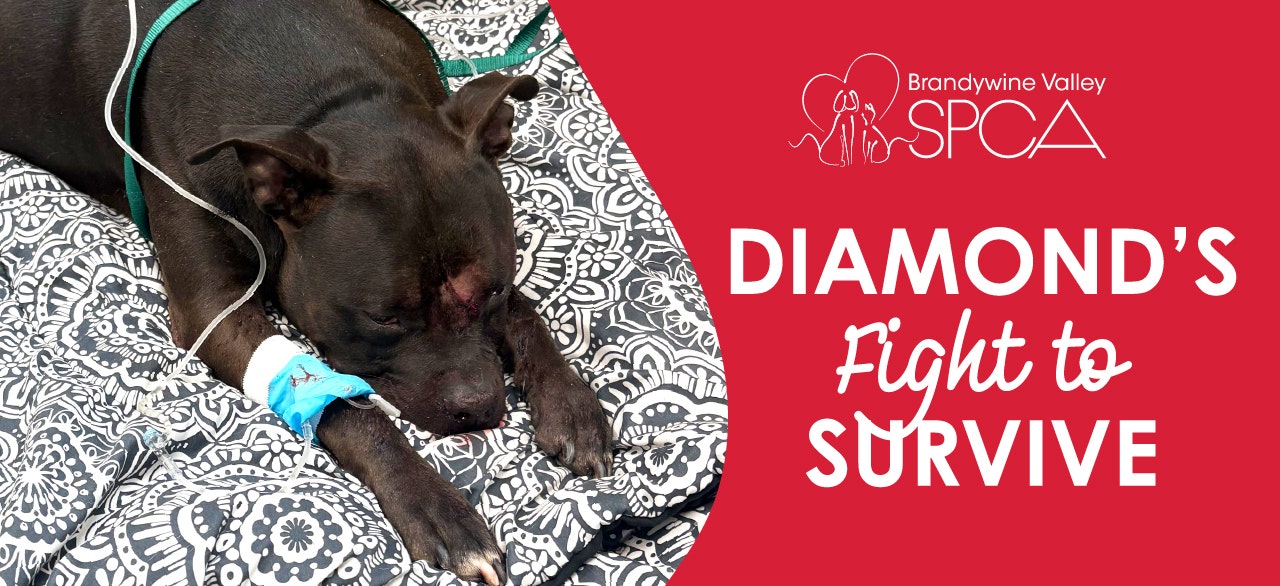 Dog shot during Chester rampage faces surgery as BVSPCA seeks donation