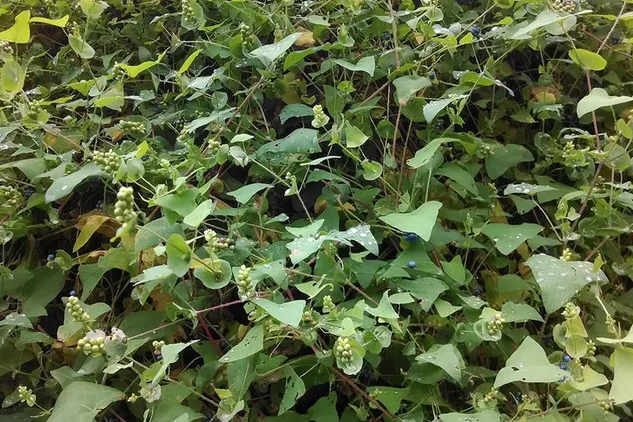 What is the mile-a-minute plant in Pennsylvania? Invasive weed to watch this spring