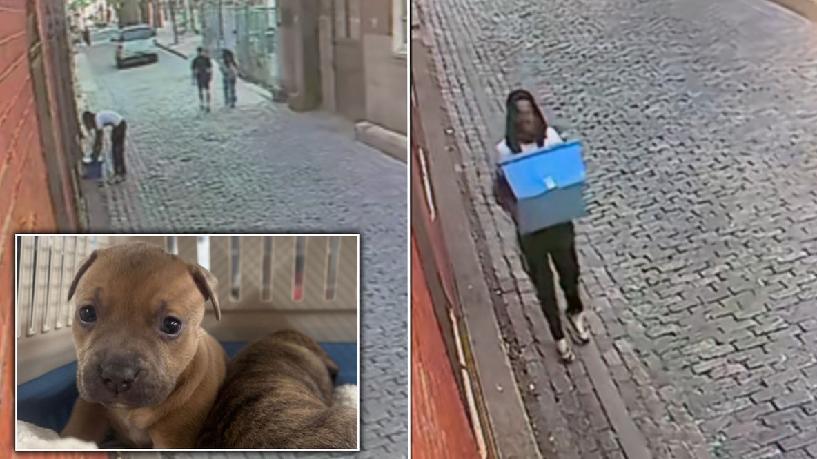Pennsylvania SPCA shares video of person accused of ditching litters of puppies in Old City