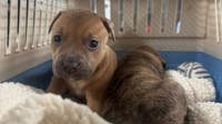 Litter of puppies found abandoned in Center City is second in last several months