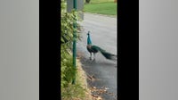 Loose peacock spotted in Lower Moreland; police monitoring area