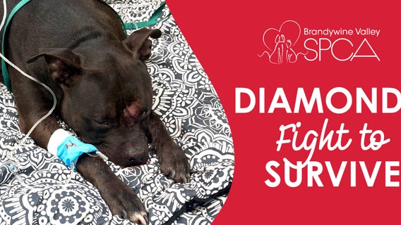 Dog shot during Chester rampage faces surgery as BVSPCA seeks donation