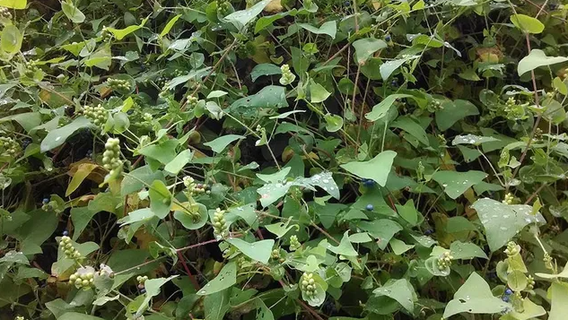 What is the mile-a-minute plant in Pennsylvania? Invasive weed to watch this spring
