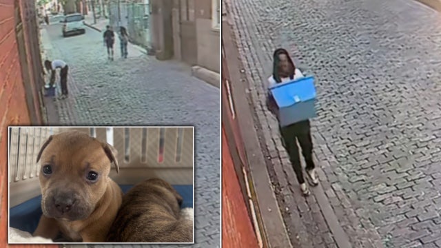 Pennsylvania SPCA shares video of person accused of ditching litters of puppies in Old City