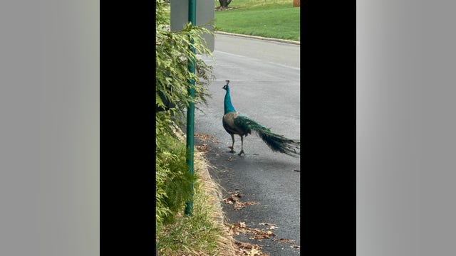 Loose peacock spotted in Lower Moreland; police monitoring area