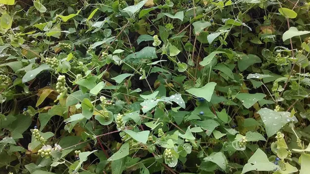 What is the mile-a-minute plant in Pennsylvania? Invasive weed to watch this spring