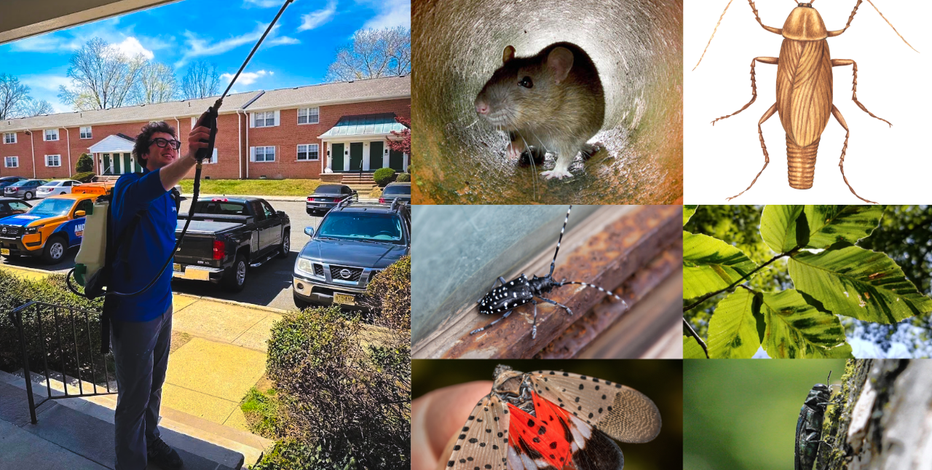 Invasive pest species of greatest concern in Pennsylvania, NJ for