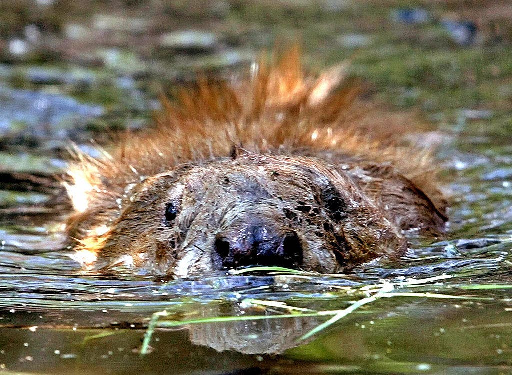 Rabid beaver attacks boy fishing in New Jersey lake