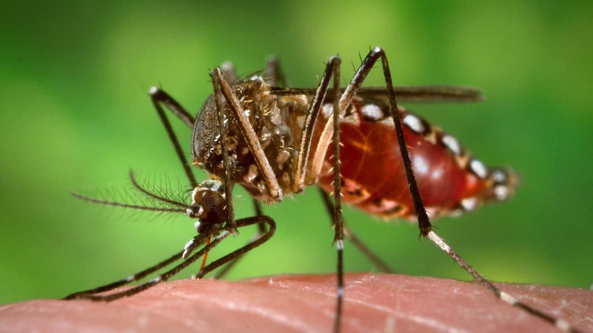 Philly ranks in 'Top 15 worst mosquito cities' in the U.S., new list shows
