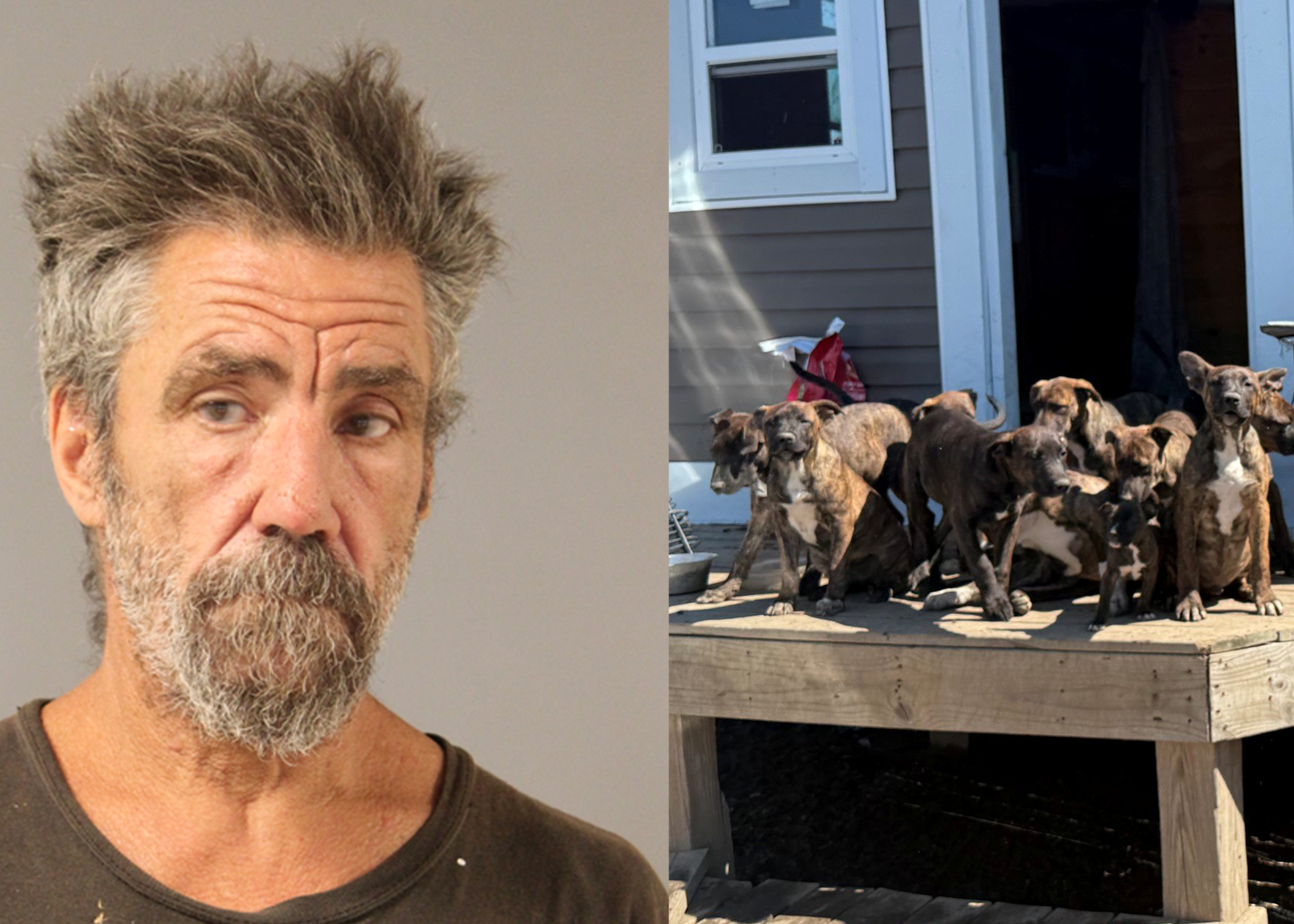 19 dogs rescued from 'inhumane' conditions in Delaware, owner charged
