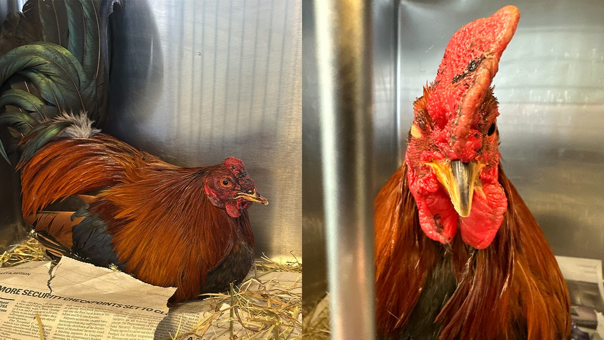 25 arrested, dozens of birds recovered in suspected cockfighting ring in Chester: SPCA