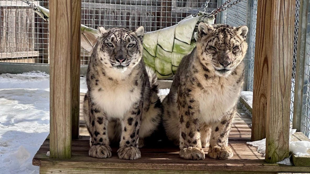 Cape May County Zoo mourns loss of snow leopards