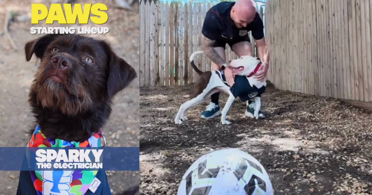 PAWS turns World Cup excitement into lifesaving push for Philadelphia’s adoptable pets